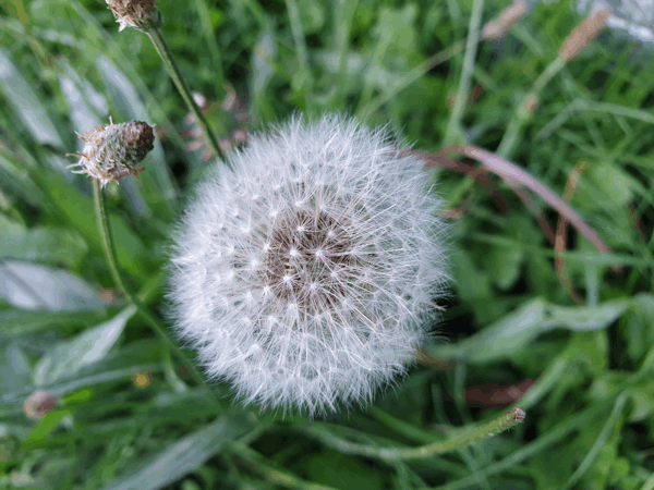 Dandy Lion PNG